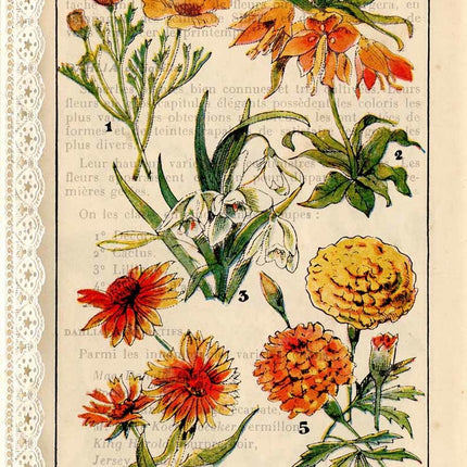 Botanique française I A4