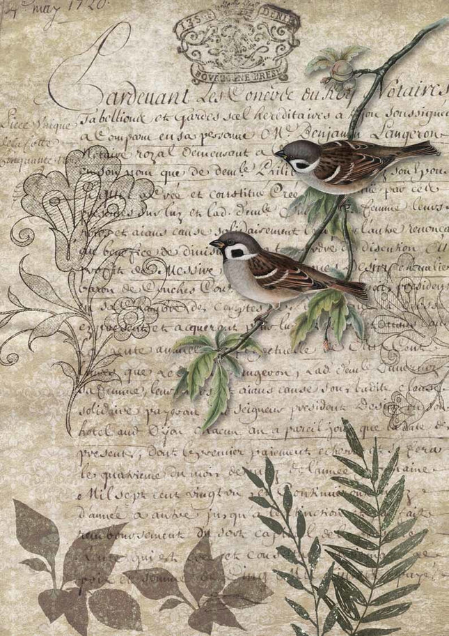 Oiseaux sur une branche A3