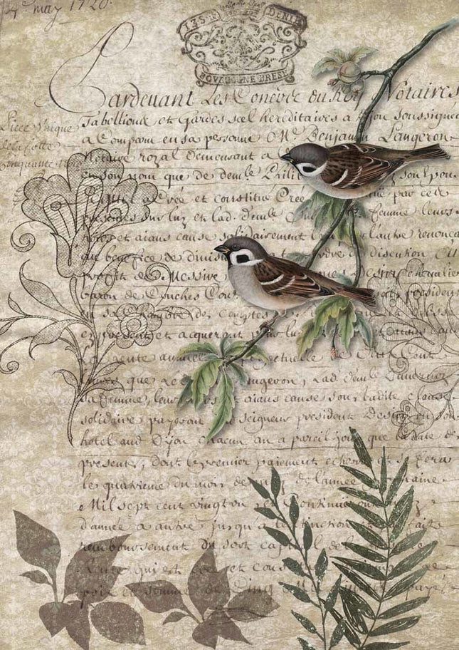 Oiseaux sur une branche A4